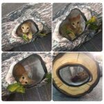 3 way cat tunnel large collapsible pets tunnel toy tree pattern printed hideaway tunnel for cats puppy rabbit ferret squirrel