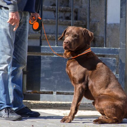 8m retractable large dog leash automatic extending nylon dogs leash