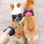 Double-head dog leashes automatic extending retractable double-ended traction ropes running walking leash for two pet dogs