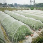 Garden vegetable insect net cover plant flower care protection network bird insect pest prevention control mesh 6/10m long