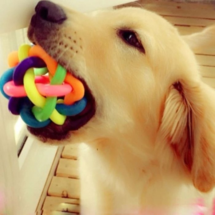 Colorful rubber chewing and training ball toy for dogs and puppies
