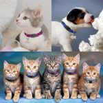 Custom engraved nylon cat collar with quick release – personalized for your kitten or small pet – 1cm width