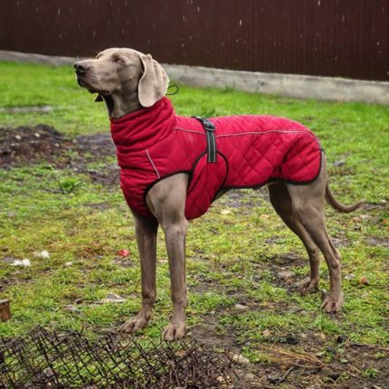 Wholesale winter dog jacket for large dogs – thick red and black dog clothes for golden retrievers and other breeds