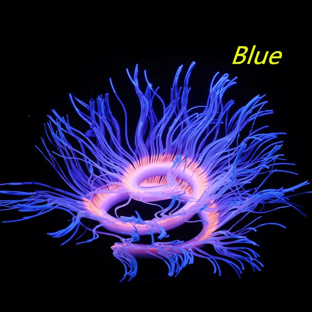 Blue Sea anemone