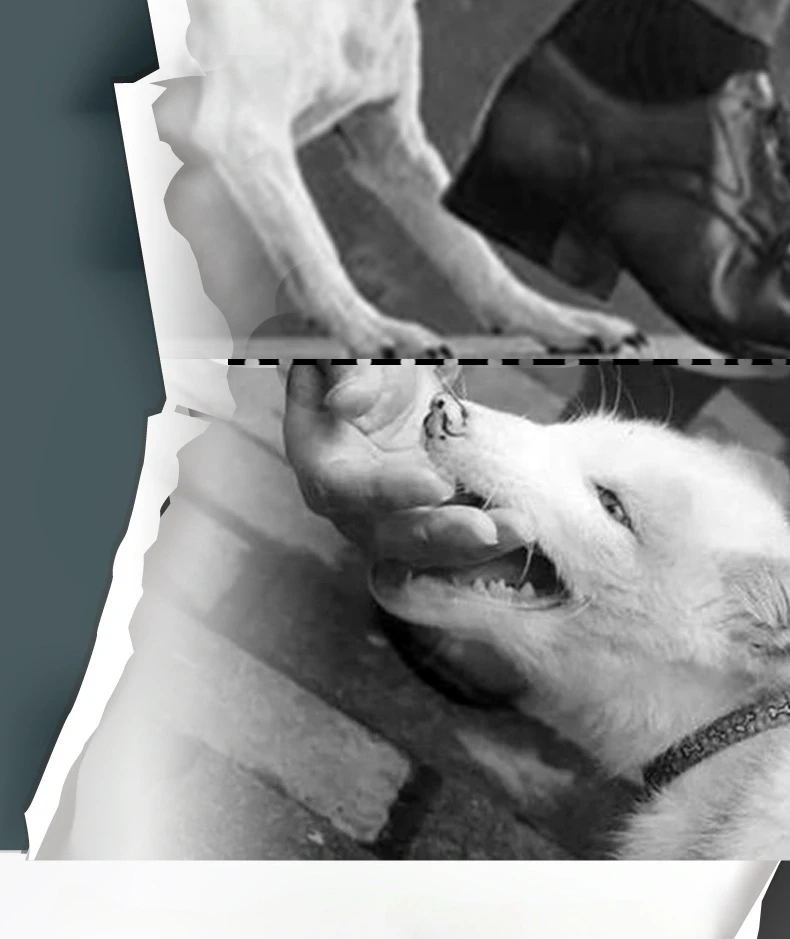 亚马逊ebay训狗器